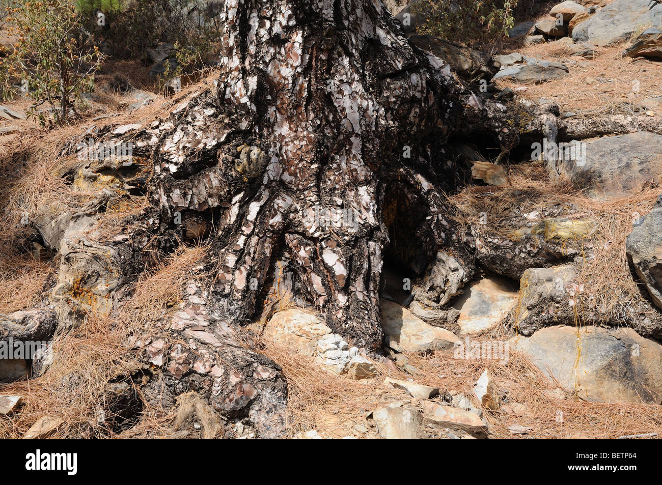 Rootage High Resolution Stock Photography and Images - Alamy