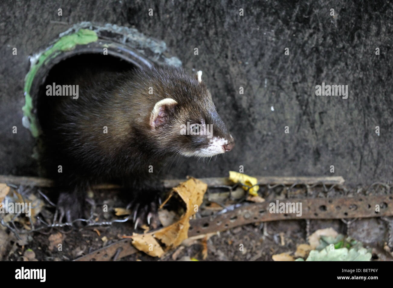 Western / European polecat (Mustela putorius) leaving outlet pipe in wall, UK Stock Photo