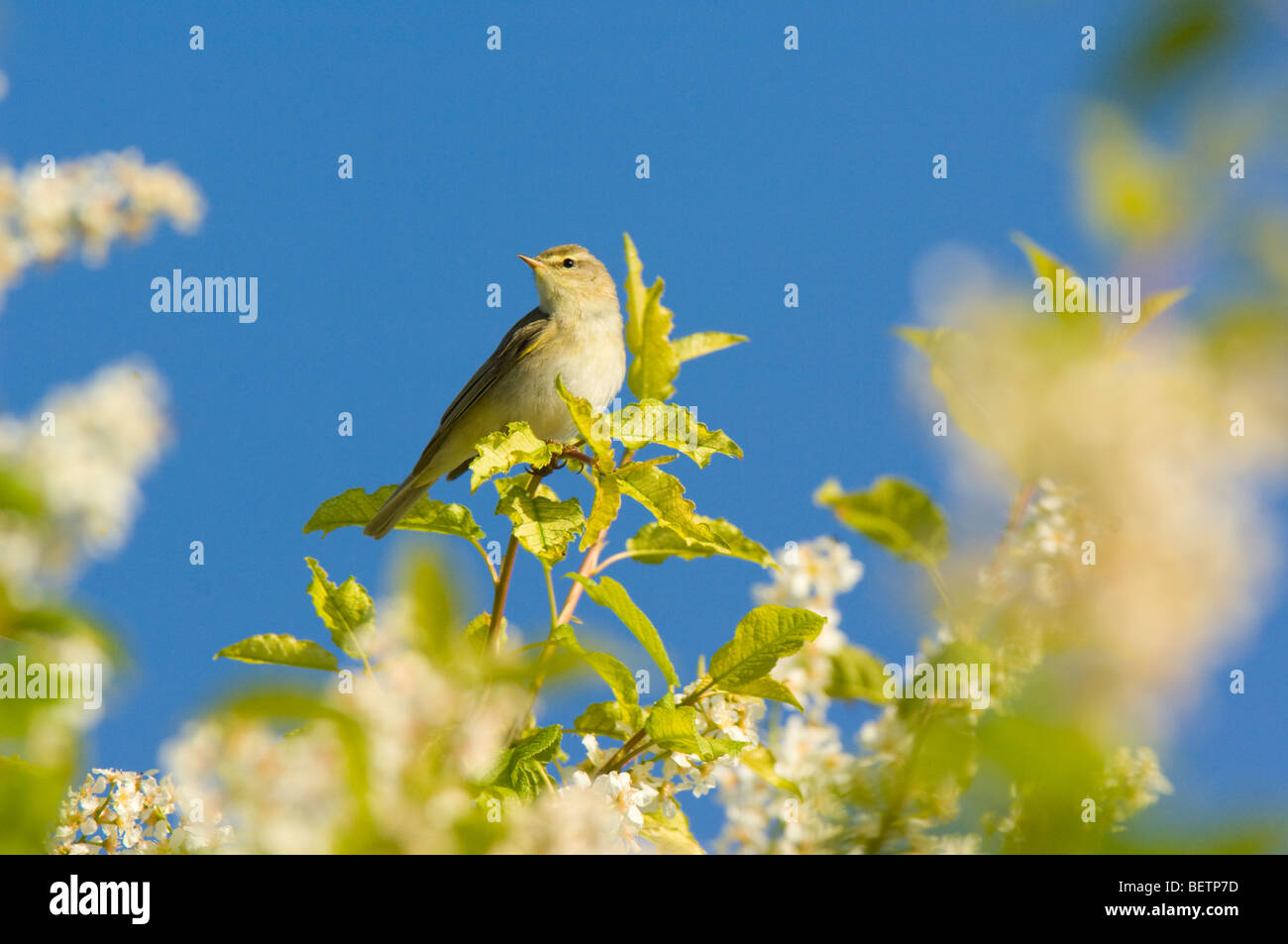 Willow Warbler, Phylloscopus trochilus, perched on a Bird Cherry tree (Prunus padus) in blossom, Scottish Highlands. Stock Photo