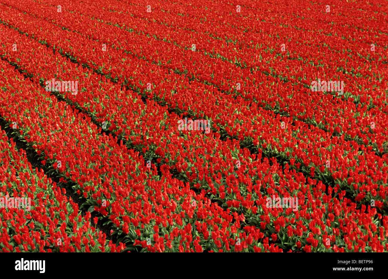 Field of cultivated red tulips (Tulipa sp.) in Holland, the Netherlands Stock Photo