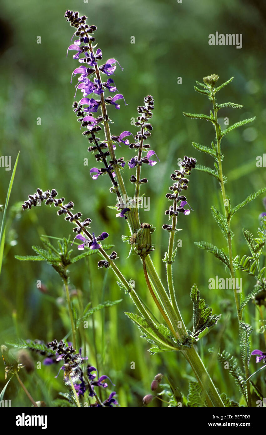 Meadow Clary / Meadow Sage (Salvia pratensis) flowering in grassland