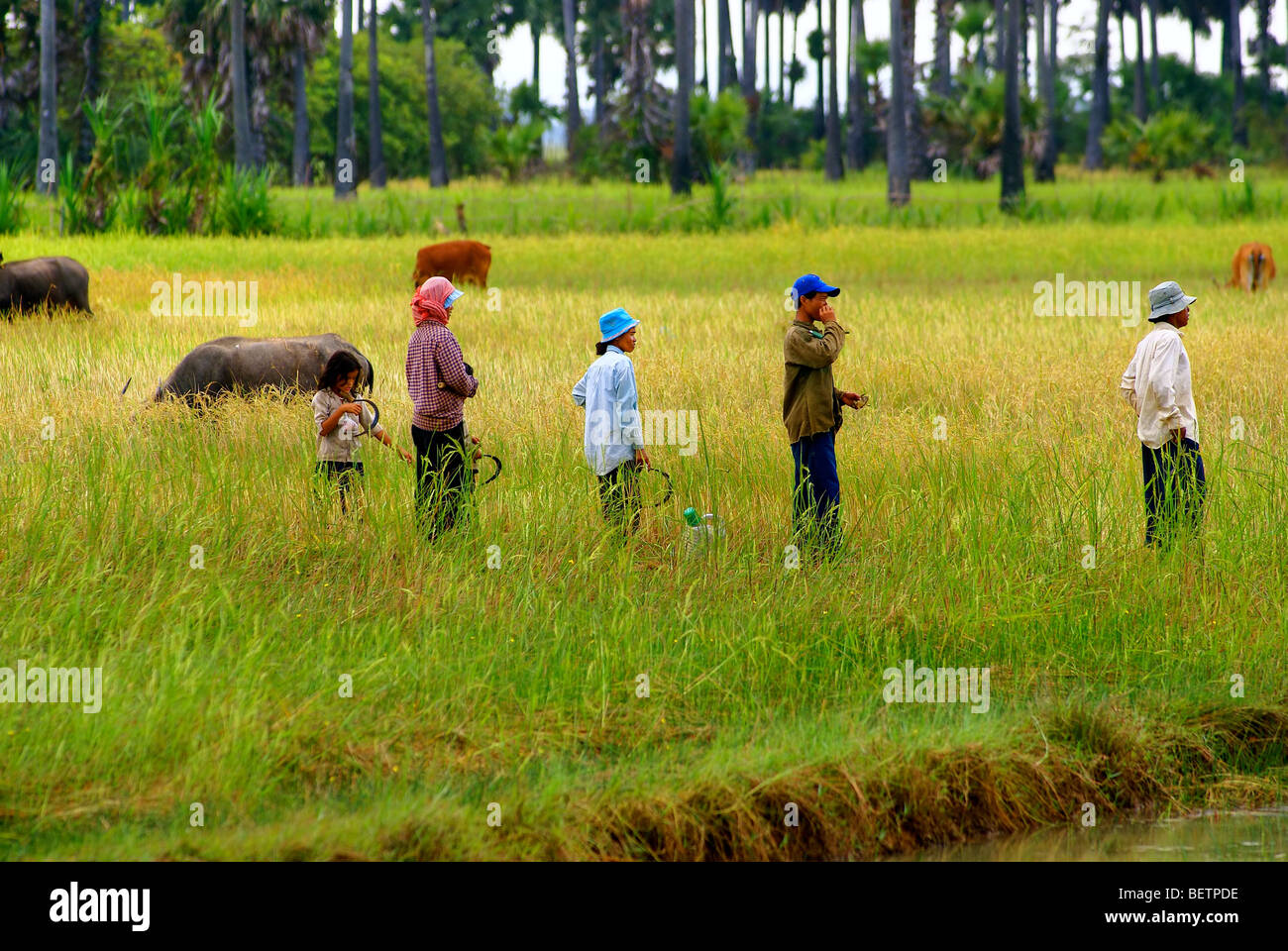Rural life in Cambodia Stock Photo Alamy