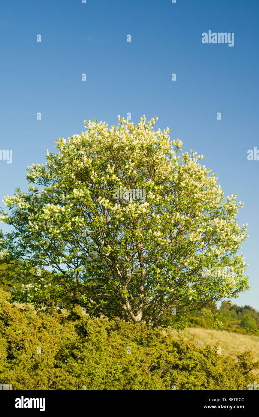 Flowering cherry tree in scottish hires stock photography and images Alamy