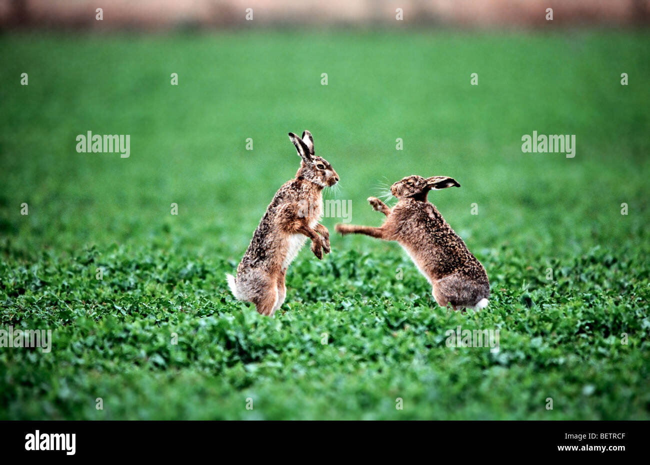 Two brown hares hires stock photography and images Alamy