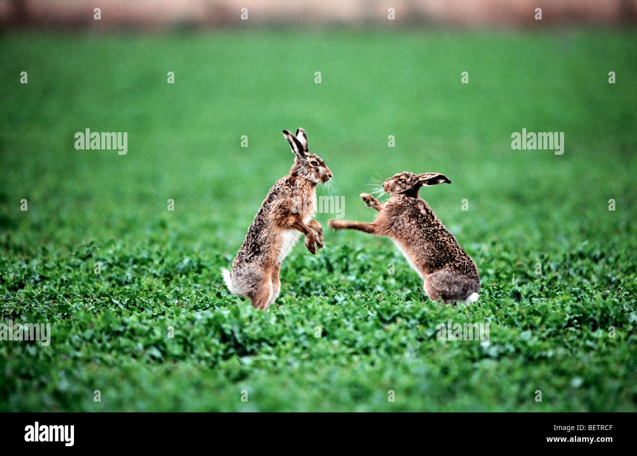 Two Brown hares / European hare (Lepus europaeus) boxing in field during the mating season Stock Photo