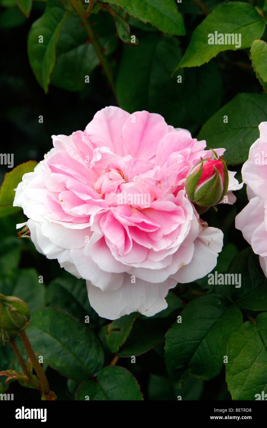 Rosa 'Cottage Rose' Stock Photo