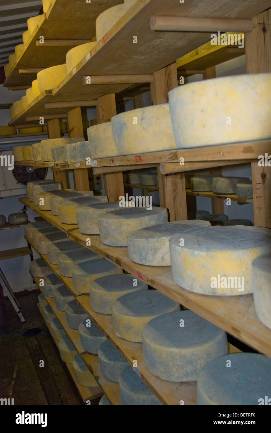 Little Hereford cheeses maturing on shelves at Monkland Cheese Dairy