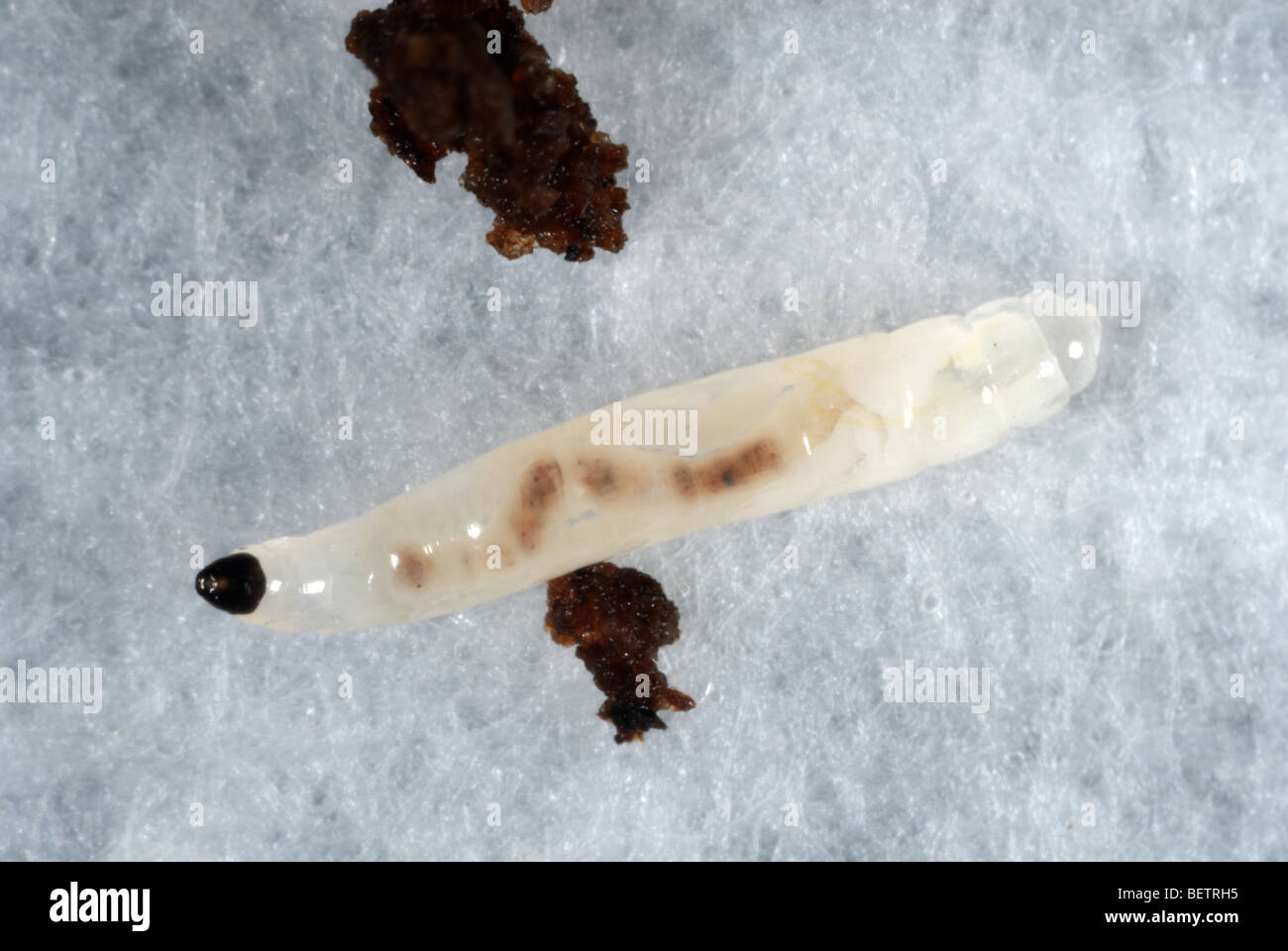 Sciarid fly (Bradysia difformis) larva Stock Photo
