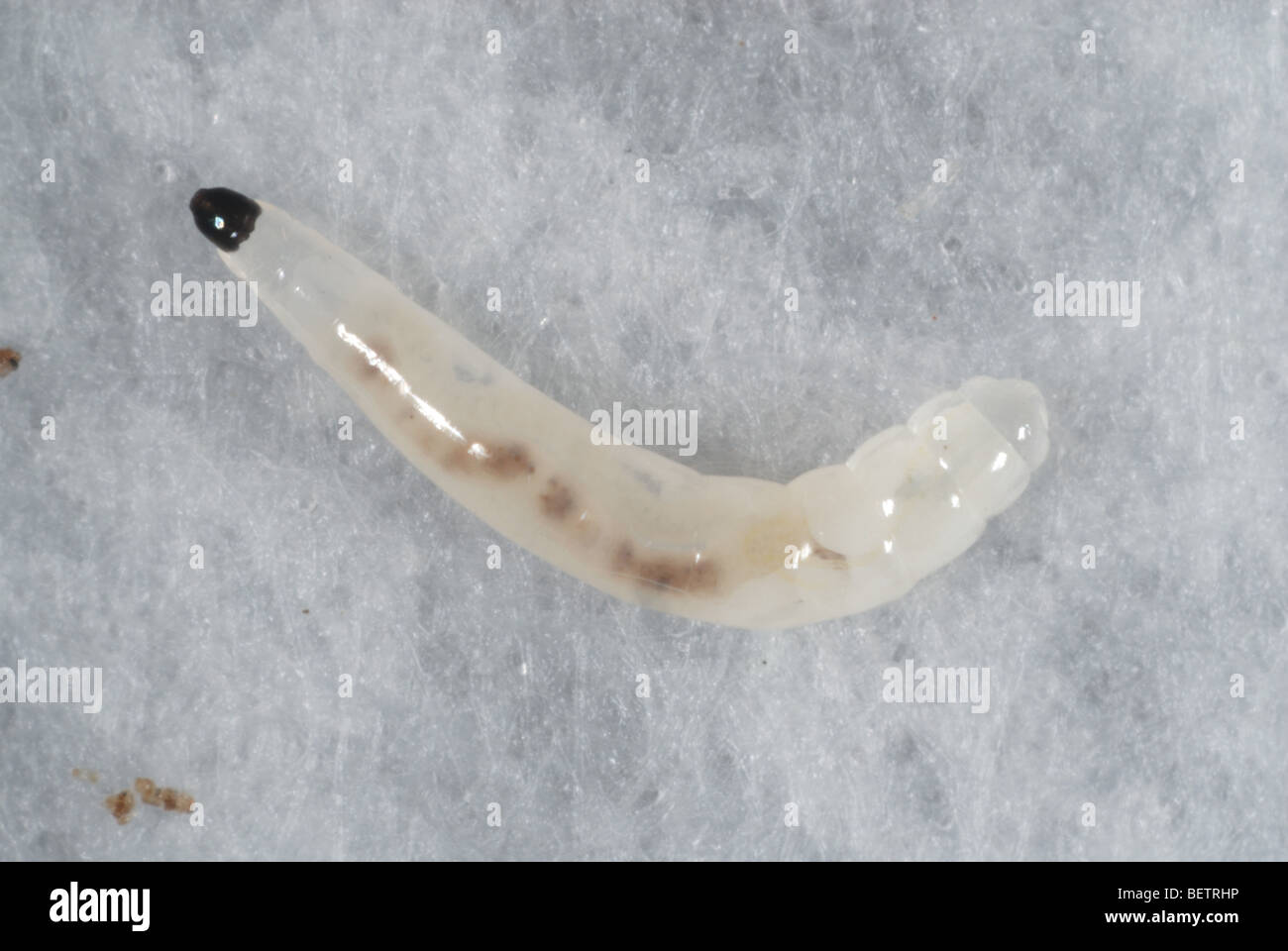 Sciarid fly (Bradysia difformis) larva Stock Photo
