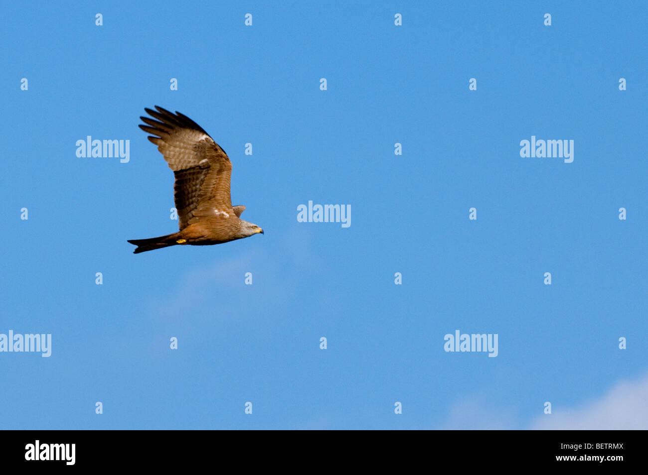 European Black kite (Milvus migrans) in flight against blue sky Stock Photo