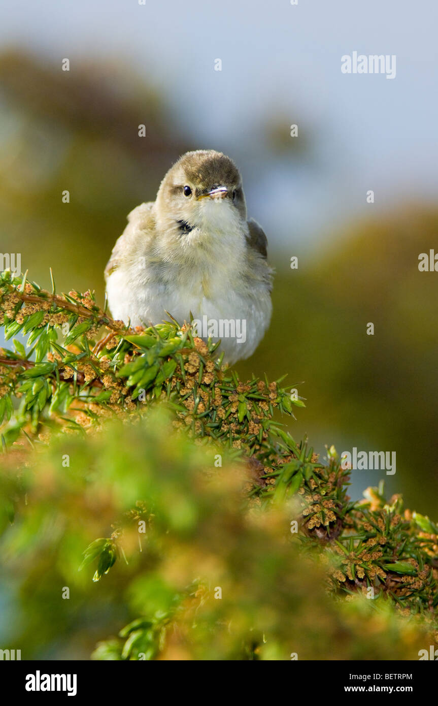 Willow Warbler, Phylloscopus trochilus, adult male perched on a Juniper bush which is flowering, Scottish Highlands. Stock Photo