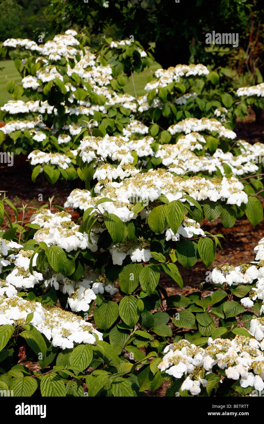 Viburnum plicatum f. tomentosum 'Cascade' Stock Photo