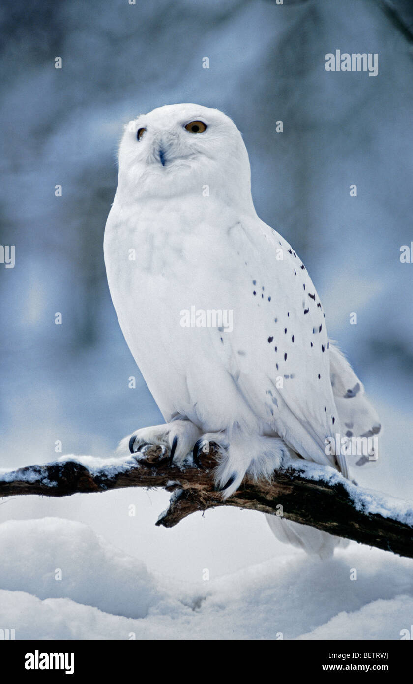 Snowy owl (Bubo scandiacus / Nyctea scandiaca) female portrait in the ...