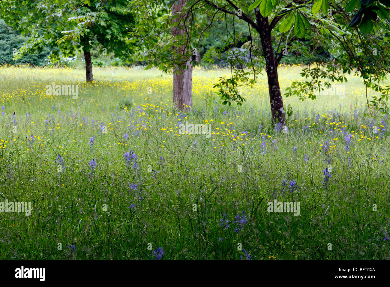 Camassia leitchlinii naturalised in grass at RHS Rosemoor Stock Photo