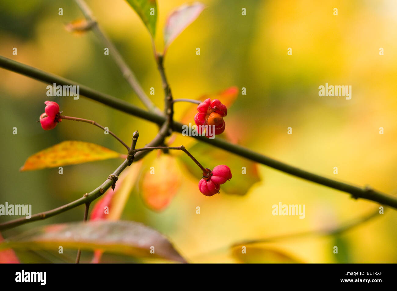 Euonymus Hamiltonianus, Chinese Spindle Tree, in Autumn Stock Photo