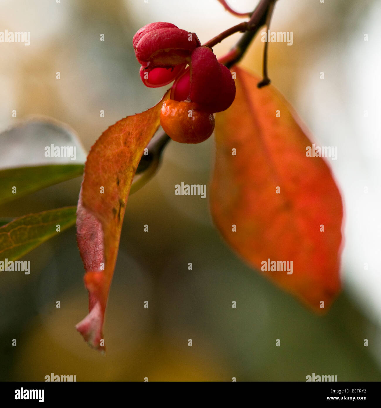 Euonymus Hamiltonianus, Chinese Spindle Tree, in Autumn Stock Photo