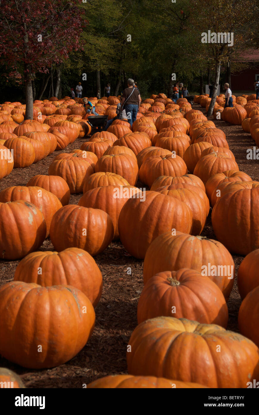 Pumpkin Patch farm in North USA Stock Photo Alamy