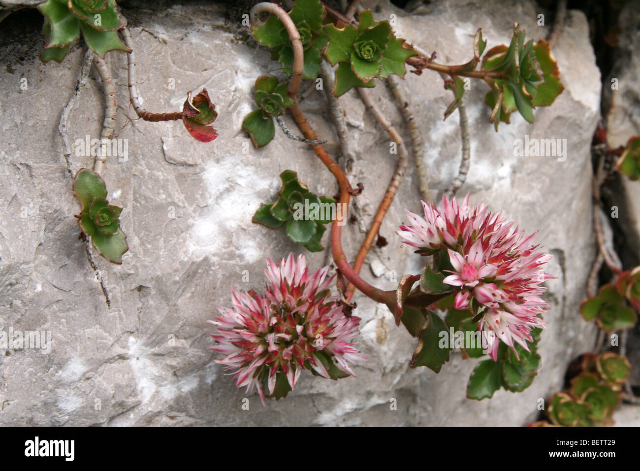Caucasian stonecrop - Sedum spurium on limestone in the Italian alpine foothills near Belluno Stock Photo
