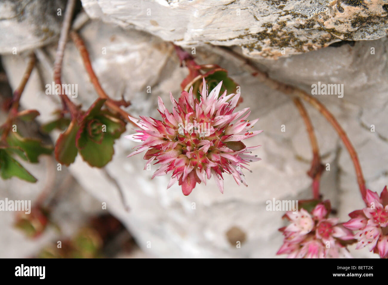Caucasian stonecrop - Sedum spurium on limestone in the Italian alpine foothills near Belluno Stock Photo