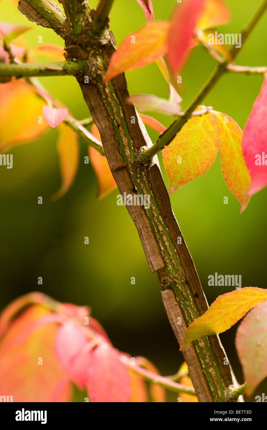 Euonymus alatus f subtriflorus, Winged Spindle Tree, in Autumn Stock Photo