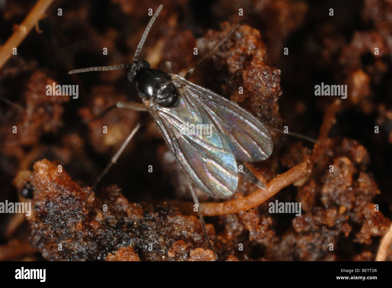 Adult sciarid fly (Bradysia difformis) on soil Stock Photo