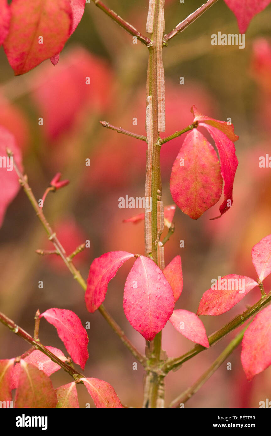 Euonymus alatus f subtriflorus, Winged Spindle Tree, in Autumn Stock Photo