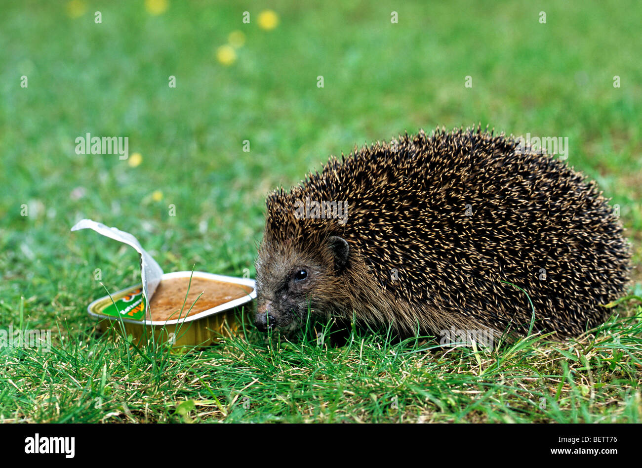 Cat food for hedgehogs uk hires stock photography and images Alamy