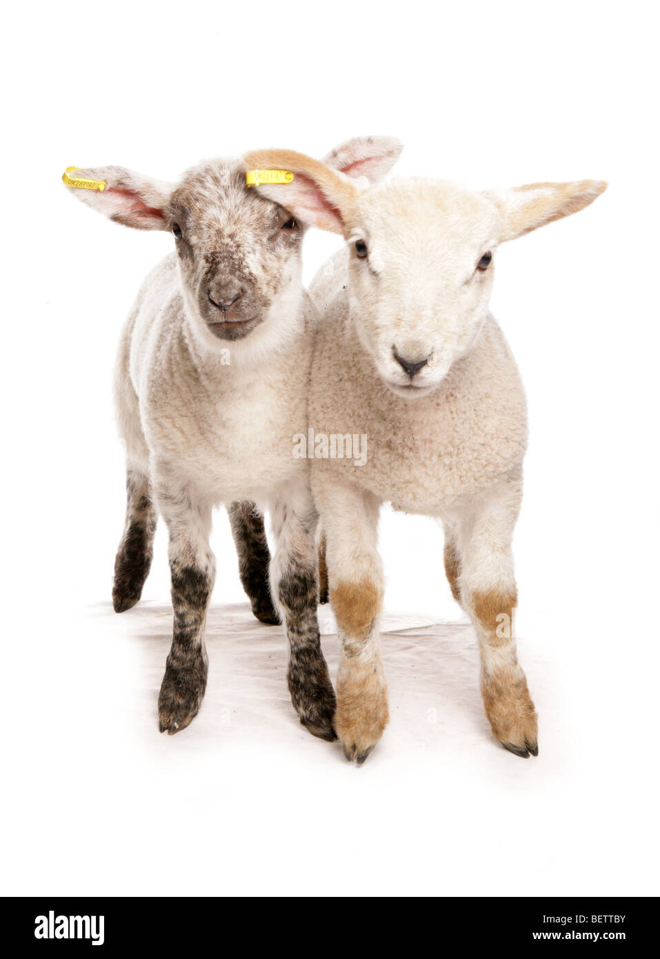 two suffolk cross muel lambs standing in a studio Stock Photo