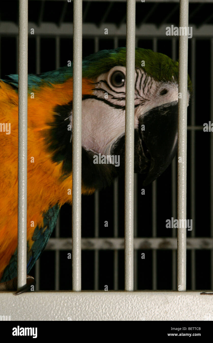 Blue and yellow Macaw Ara ararauna in a cage