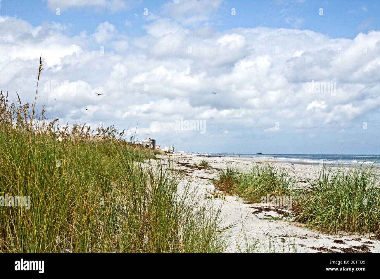 Sea oats by the beach on a beach in Florida Stock Photo