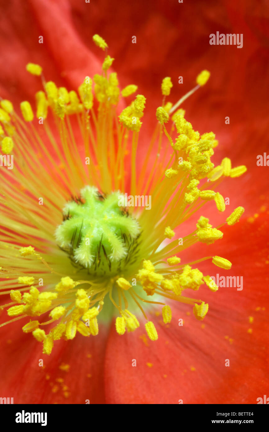 Macro centre of a poppy hi-res stock photography and images - Alamy