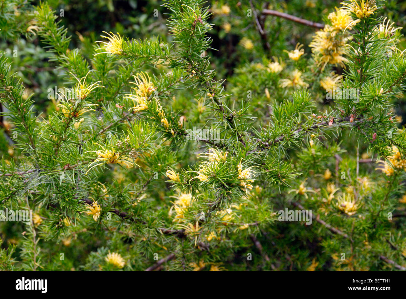 Grevillea juniperina f. sulphurea Stock Photo