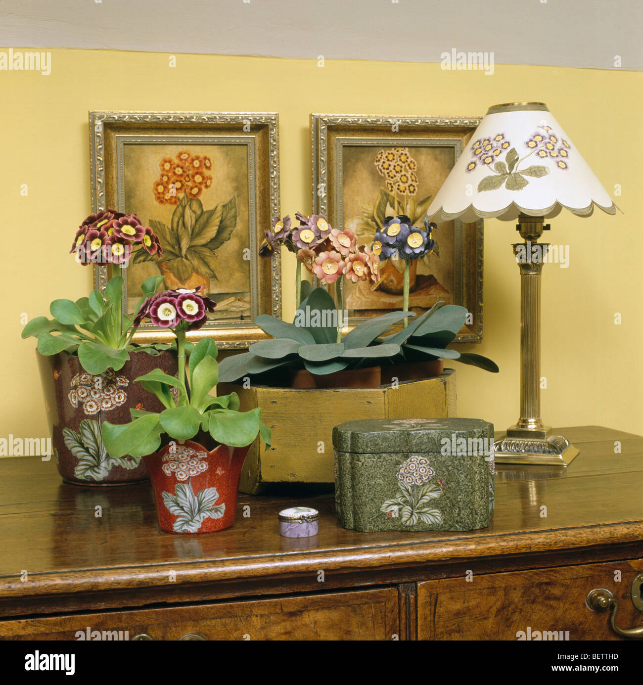 Close-up of table with lamp beside pots of primula 'auricula' in front of pictures of primulas Stock Photo