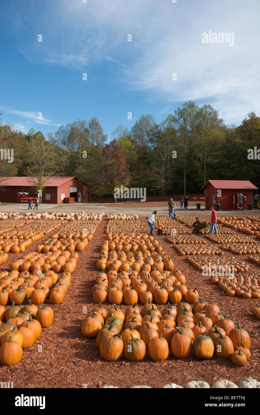 Pumpkin Patch farm in North USA Stock Photo Alamy