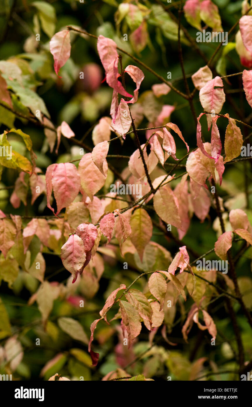 Euonymus Verrucosus leaves in Autumn Stock Photo