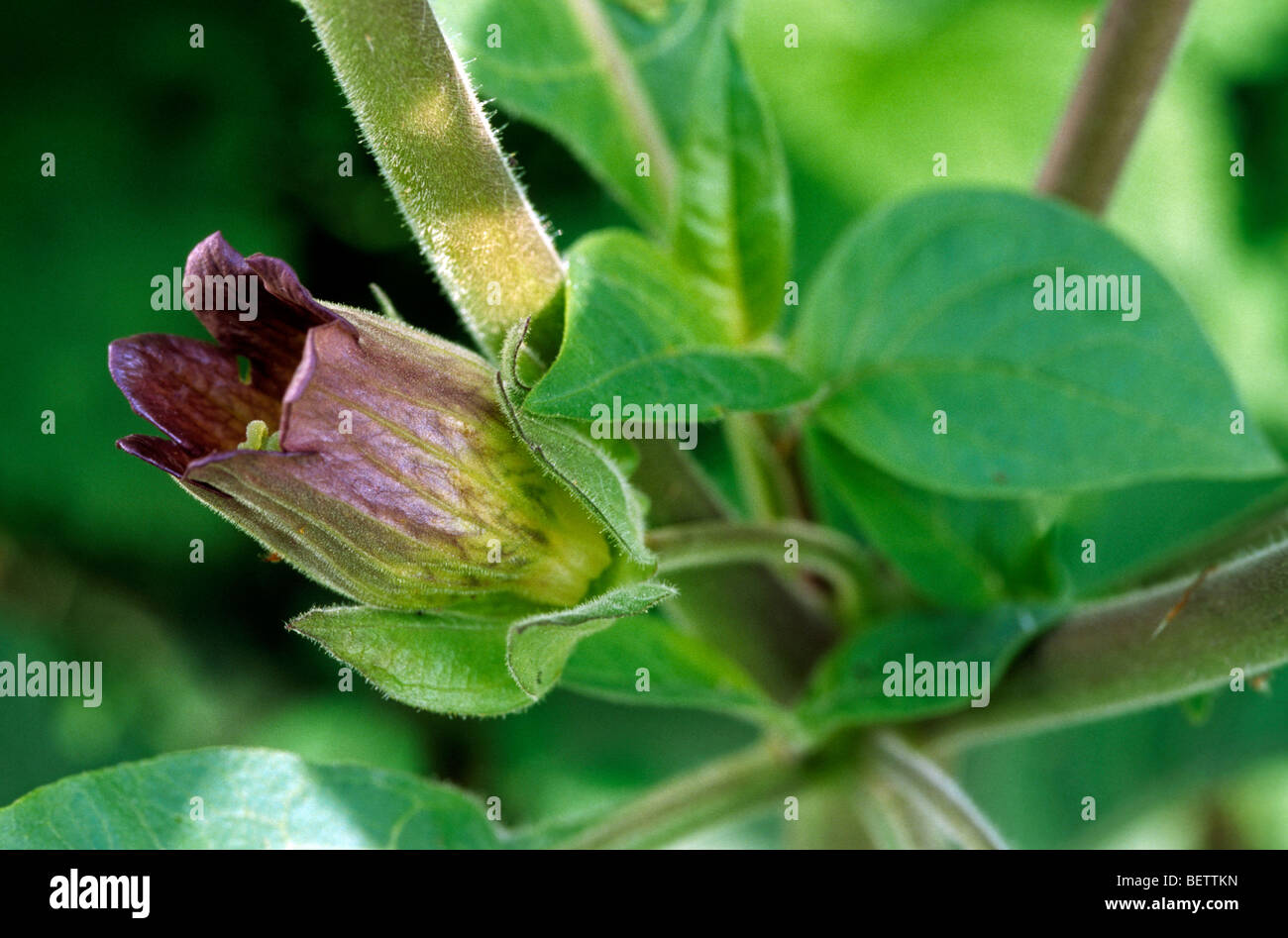 Deadly nightshade (Atropa belladonna), Europe Stock Photo