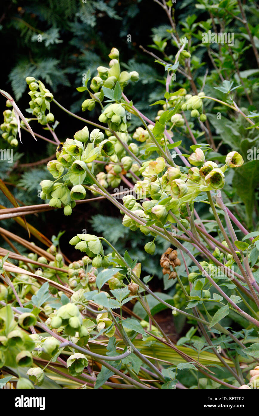 Mathiasella bupleuroides 'Green Dream' Stock Photo