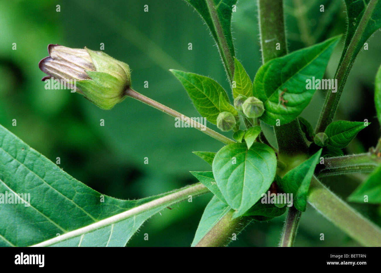 Deadly nightshade (Atropa belladonna), Europe Stock Photo