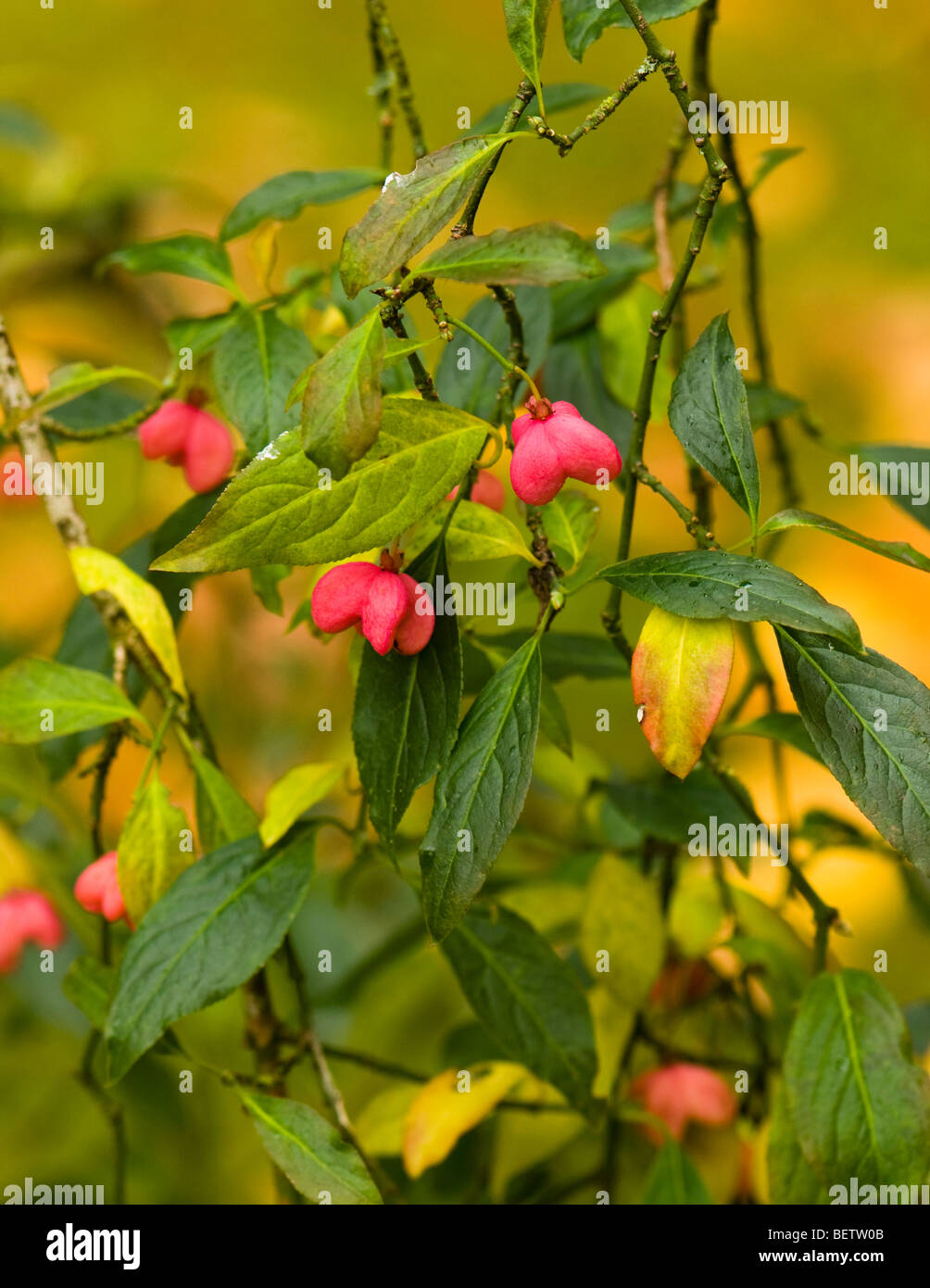 Euonymus Hamiltonianus, Chinese Spindle Tree, in Autumn Stock Photo