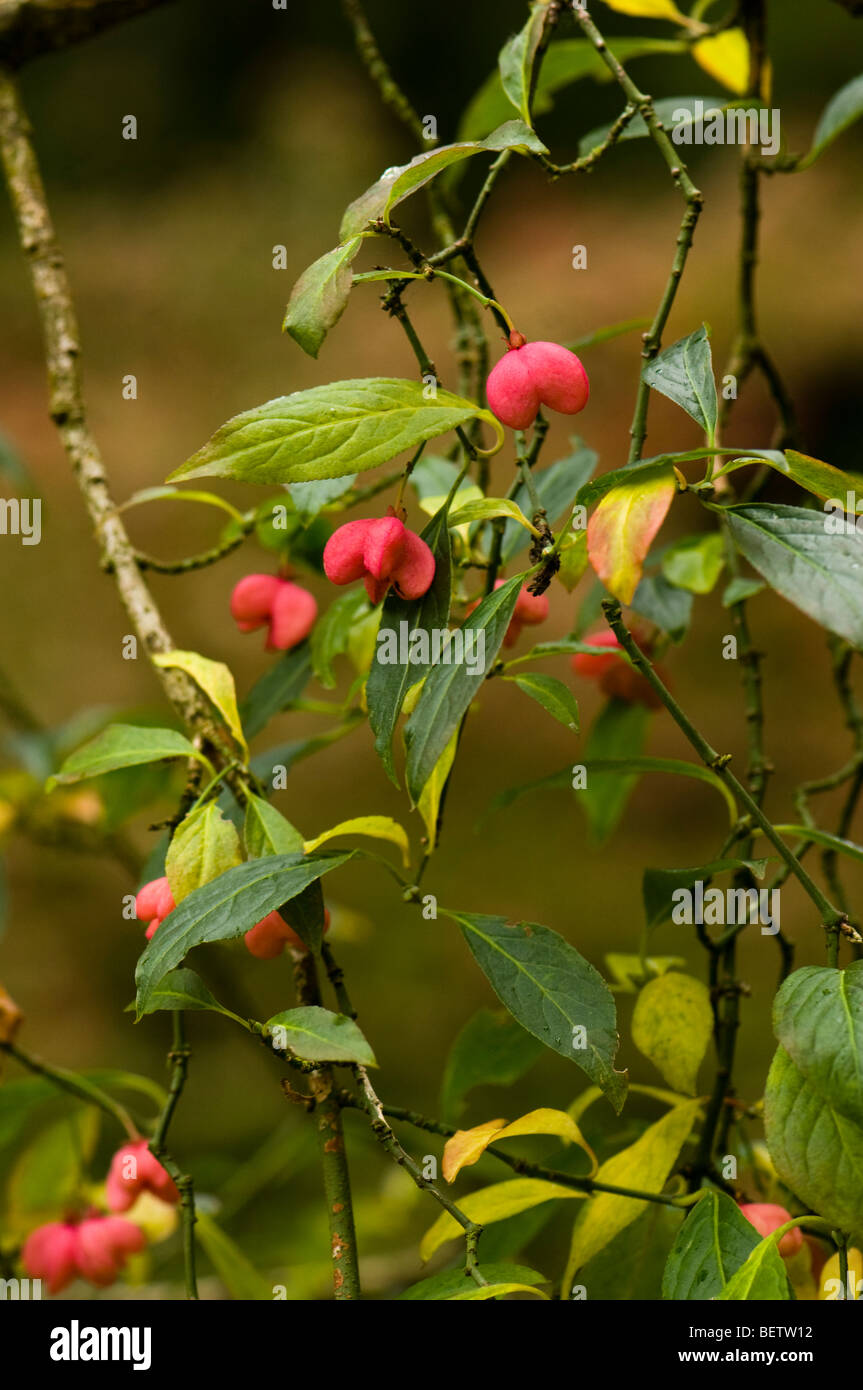 Euonymus Hamiltonianus, Chinese Spindle Tree, in Autumn Stock Photo