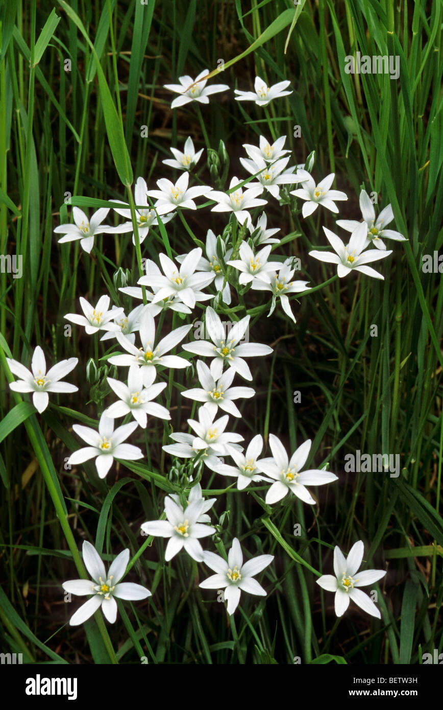 Star-of-Bethlehem / Grass Lily (Ornithogalum umbellatum) in flower Stock Photo