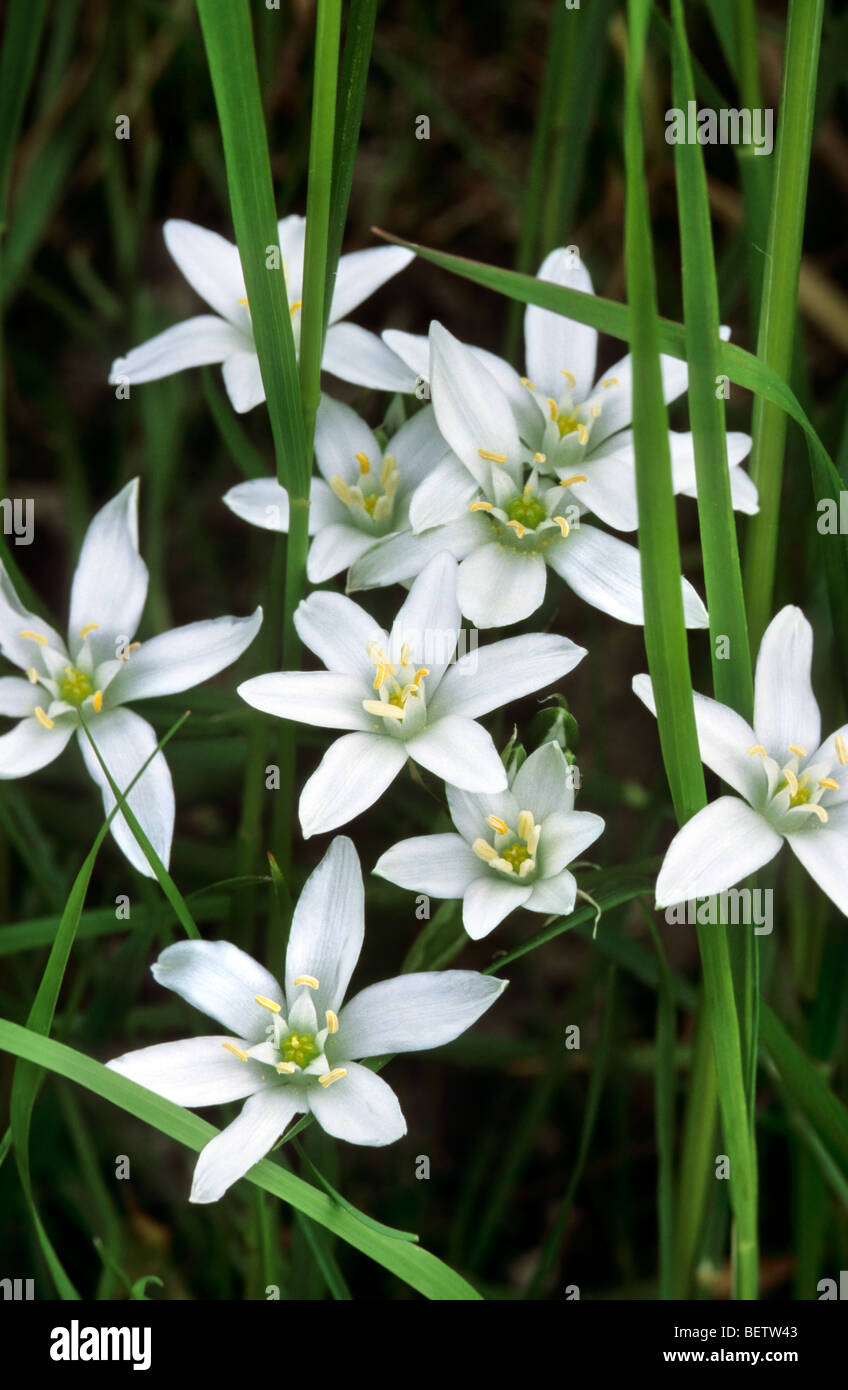 Star-of-Bethlehem / Grass Lily (Ornithogalum umbellatum) in flower Stock Photo