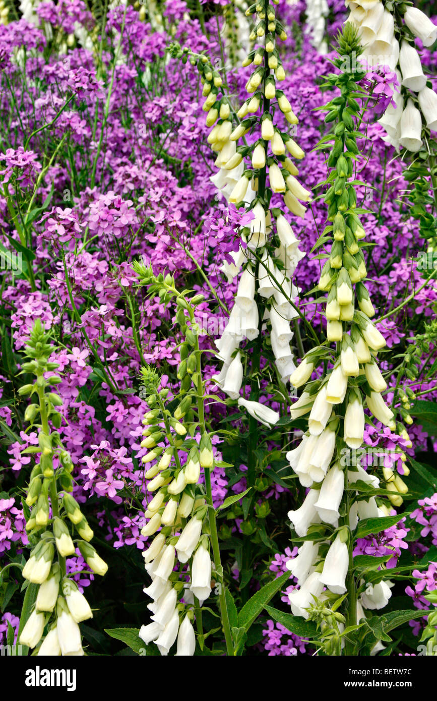 Sweet Rocket - Hesperis matrionalis and White Foxgloves - Digitalis purpurea f. albiflora Stock Photo