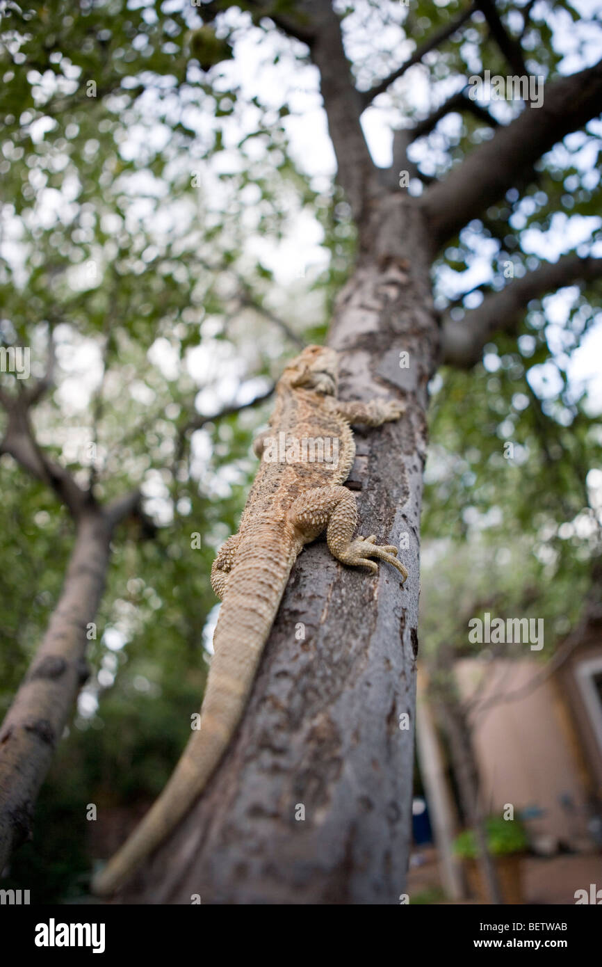 a bearded dragon lizard climbing a tree Stock Photo Alamy
