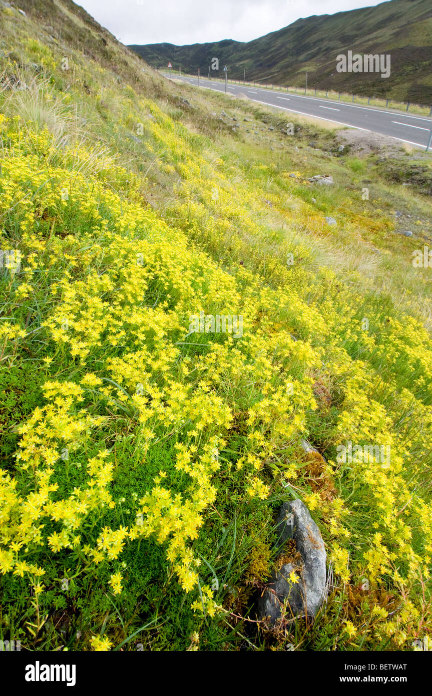 Yellow Mountain Saxifrage, Saxifraga aizoides, growing vigorously where it has colonised a roadside cutting, Cairnwell Pass. Stock Photo