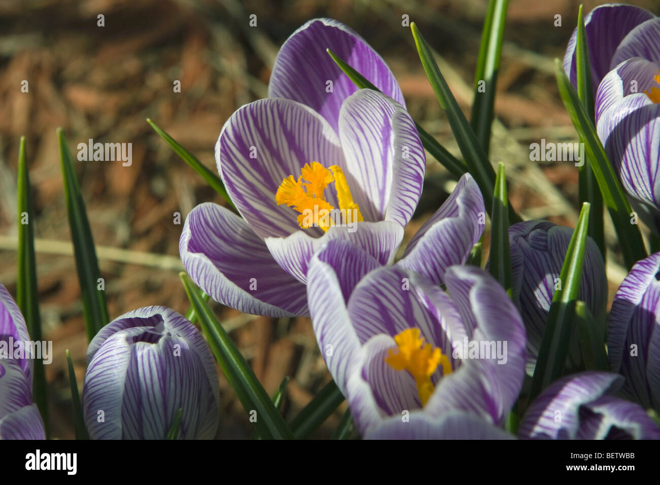 Crocus bloom in spring Stock Photo Alamy