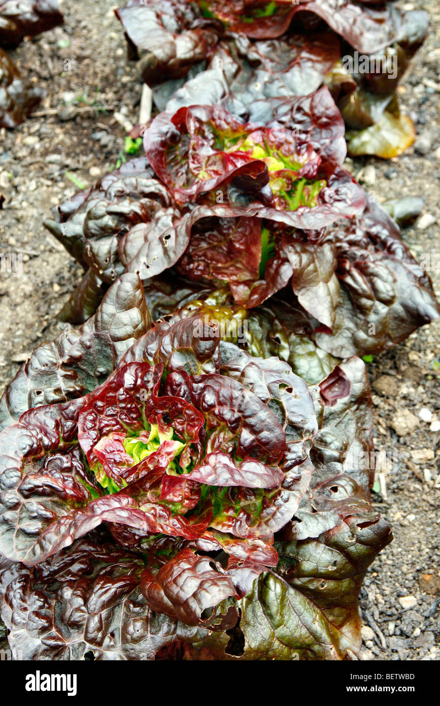 Lettuce 'Dazzle' Stock Photo