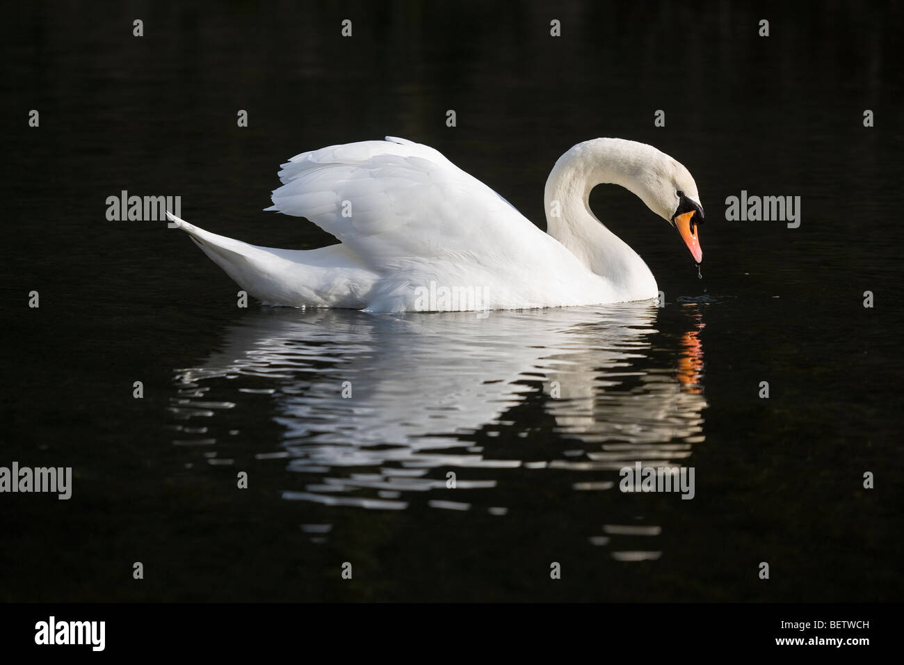 Mute Swan, Cressbrook, Derbyshire Stock Photo