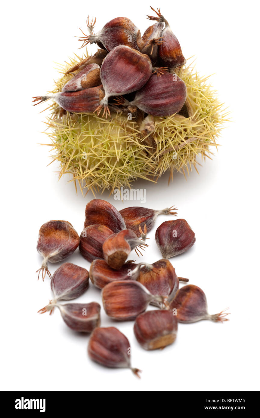 Castanea sativa sweet chestnut fruits in 'spiny cupule' Stock Photo