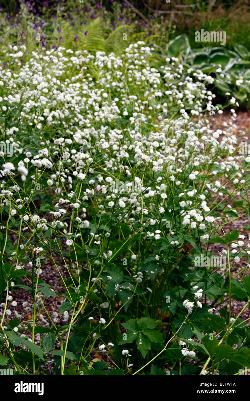 Ranunculus aconitifolius 'Flore Pleno' AGM Stock Photo